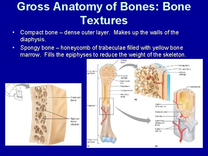 Gross Anatomy of Bones: Bone Textures • Compact bone – dense outer layer. Makes