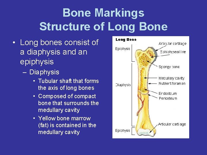 Bone Markings Structure of Long Bone • Long bones consist of a diaphysis and