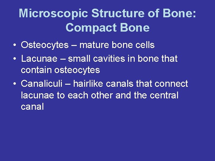 Microscopic Structure of Bone: Compact Bone • Osteocytes – mature bone cells • Lacunae