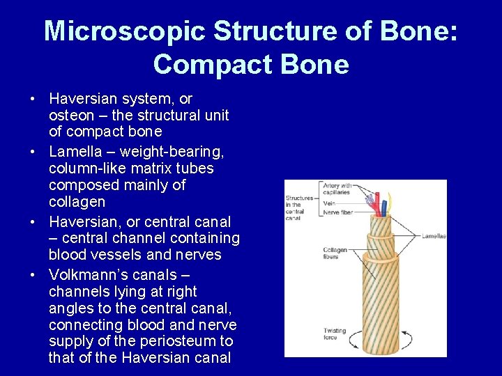 Microscopic Structure of Bone: Compact Bone • Haversian system, or osteon – the structural