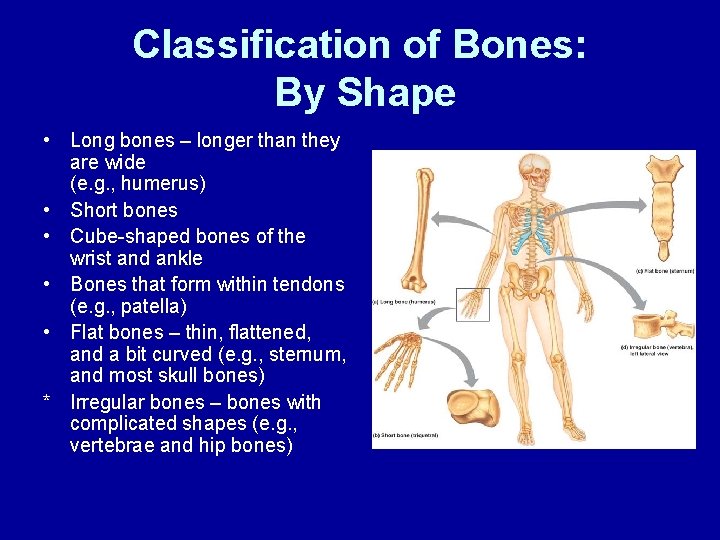 Classification of Bones: By Shape • Long bones – longer than they are wide