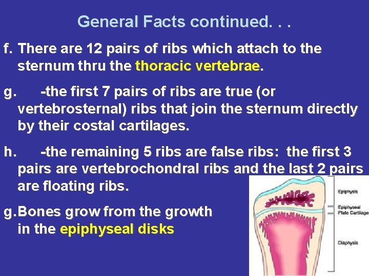 General Facts continued. . . f. There are 12 pairs of ribs which attach