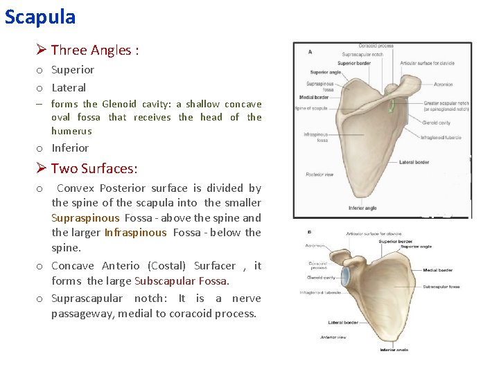 Scapula Ø Three Angles : o Superior o Lateral – forms the Glenoid cavity: