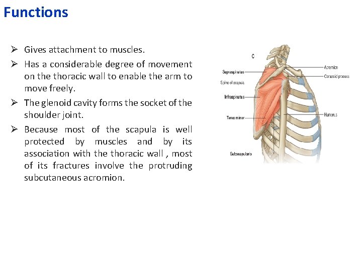 Functions Ø Gives attachment to muscles. Ø Has a considerable degree of movement on