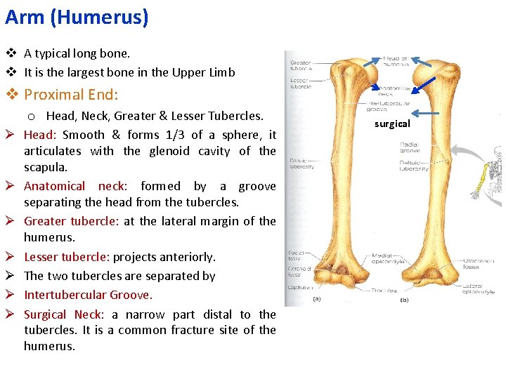 Arm (Humerus) v A typical long bone. v It is the largest bone in