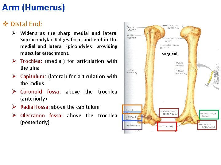 Arm (Humerus) v Distal End: Ø Widens as the sharp medial and lateral Supracondylar