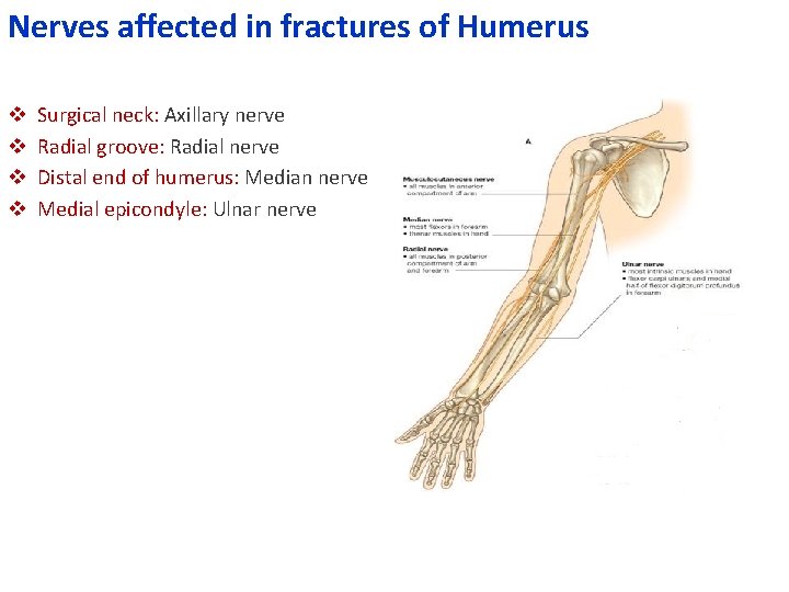 Nerves affected in fractures of Humerus v v Surgical neck: Axillary nerve Radial groove: