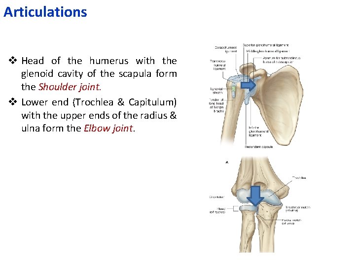 Articulations v Head of the humerus with the glenoid cavity of the scapula form