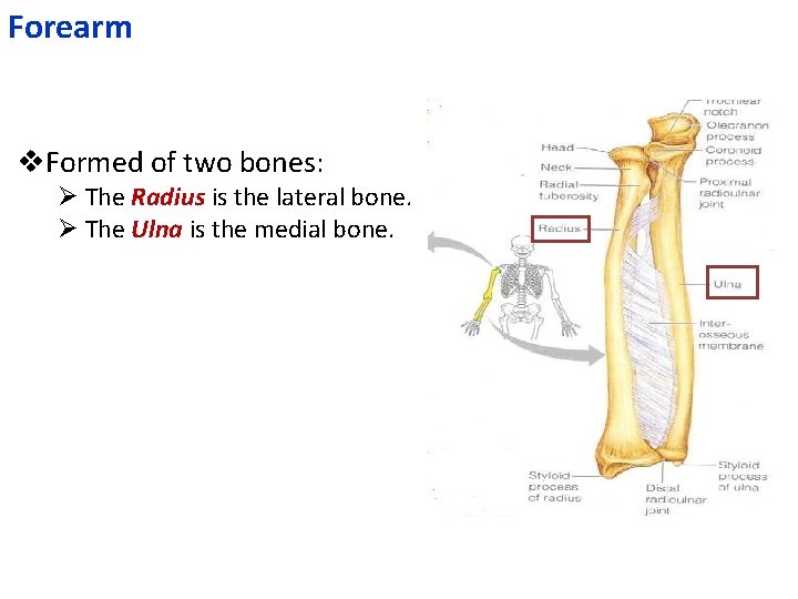 Forearm v. Formed of two bones: Ø The Radius is the lateral bone. Ø