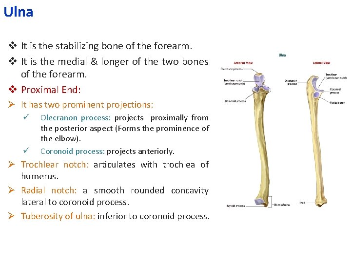 Ulna v It is the stabilizing bone of the forearm. v It is the