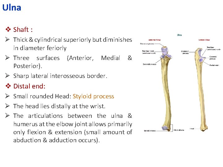 Ulna v Shaft : Ø Thick & cylindrical superiorly but diminishes in diameter feriorly