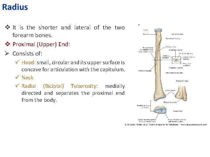 Radius v It is the shorter and lateral of the two forearm bones. v