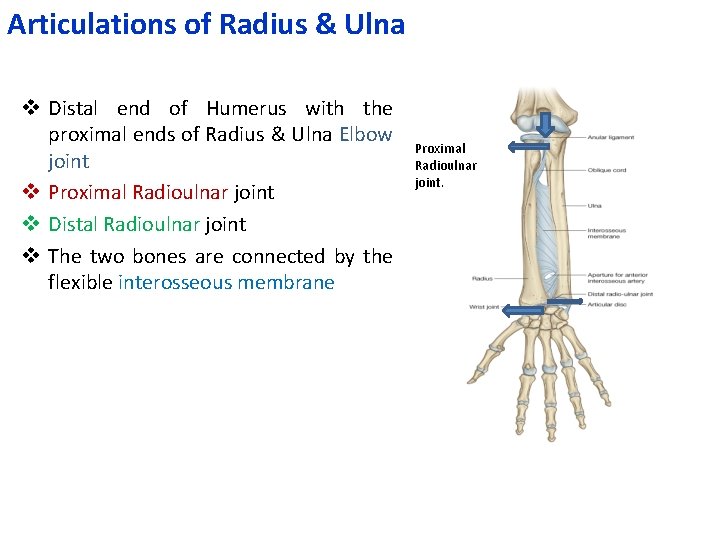 Articulations of Radius & Ulna v Distal end of Humerus with the proximal ends