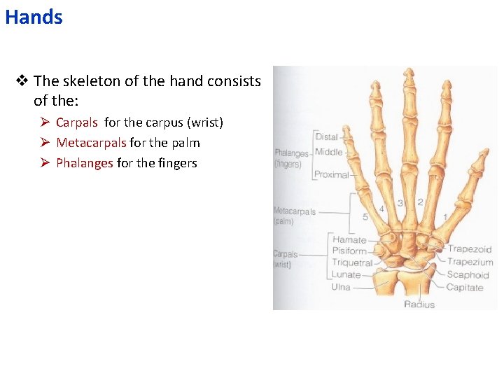 Hands v The skeleton of the hand consists of the: Ø Carpals for the