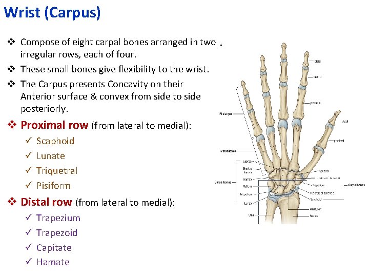 Wrist (Carpus) v Compose of eight carpal bones arranged in two irregular rows, each