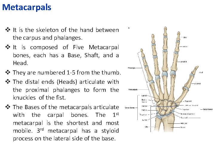 Metacarpals v It is the skeleton of the hand between the carpus and phalanges.