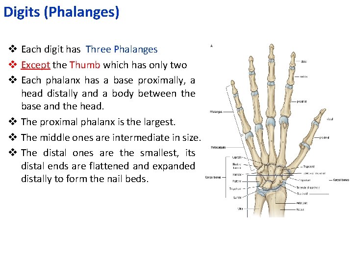 Digits (Phalanges) v Each digit has Three Phalanges v Except the Thumb which has