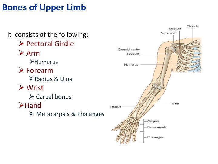 Bones of Upper Limb It consists of the following: Ø Pectoral Girdle Ø Arm