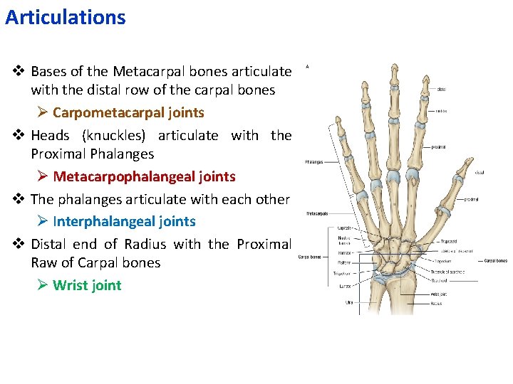 Articulations v Bases of the Metacarpal bones articulate with the distal row of the