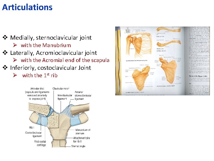 Articulations v Medially, sternoclavicular joint Ø with the Manubrium v Laterally, Acromioclavicular joint Ø