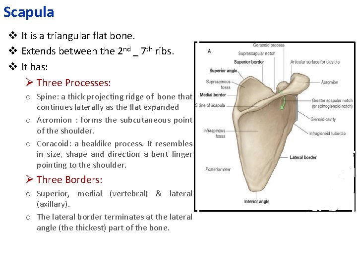 Scapula v It is a triangular flat bone. v Extends between the 2 nd