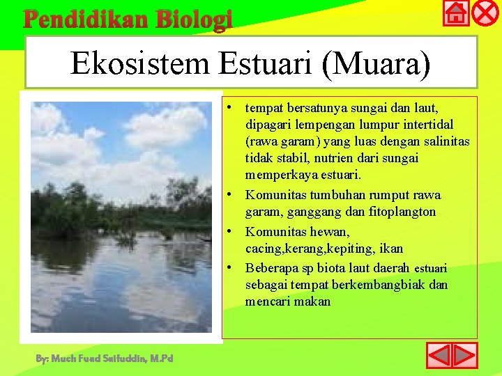 Pendidikan Biologi Ekosistem Estuari (Muara) • tempat bersatunya sungai dan laut, dipagari lempengan lumpur