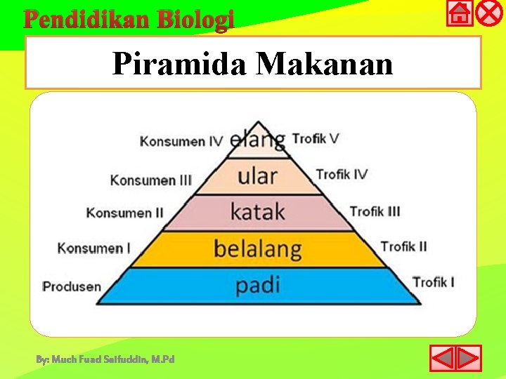 Pendidikan Biologi Piramida Makanan By: Much Fuad Saifuddin, M. Pd 