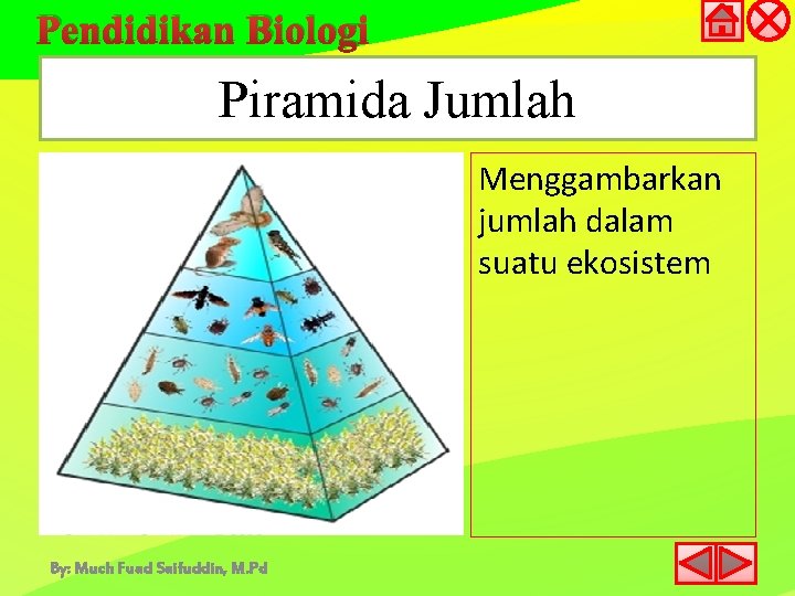 Pendidikan Biologi Piramida Jumlah Menggambarkan jumlah dalam suatu ekosistem By: Much Fuad Saifuddin, M.