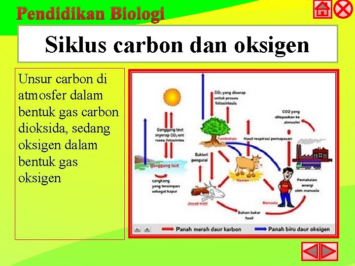 Pendidikan Biologi Siklus carbon dan oksigen Unsur carbon di atmosfer dalam bentuk gas carbon