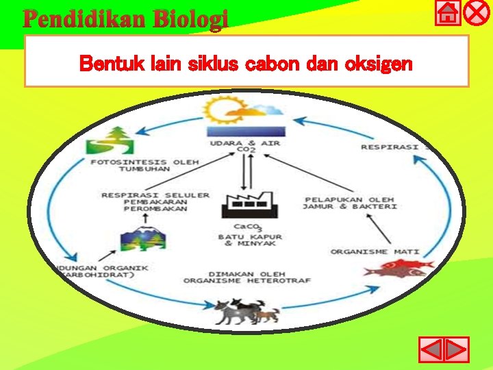 Pendidikan Biologi Bentuk lain siklus cabon dan oksigen 