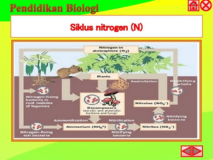 Pendidikan Biologi Siklus nitrogen (N) 