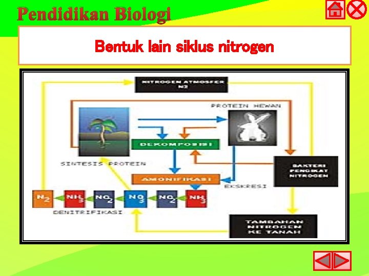 Pendidikan Biologi Bentuk lain siklus nitrogen 