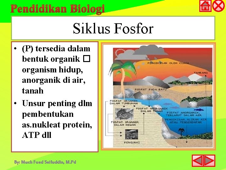 Pendidikan Biologi Siklus Fosfor • (P) tersedia dalam bentuk organik � organism hidup, anorganik