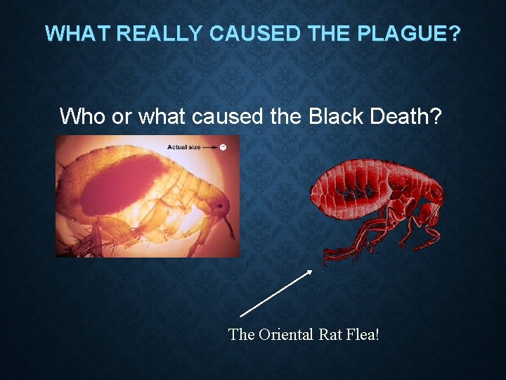 WHAT REALLY CAUSED THE PLAGUE? Who or what caused the Black Death? The Oriental
