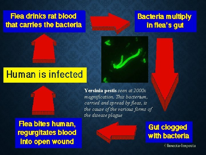 Yersinia pestis seen at 2000 x magnification. This bacterium, carried and spread by fleas,