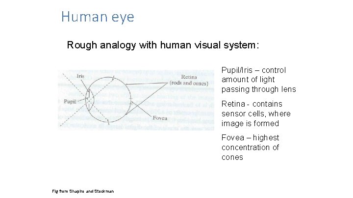 Human eye Rough analogy with human visual system: Pupil/Iris – control amount of light Human eye Rough analogy with human visual system: Pupil/Iris – control amount of light