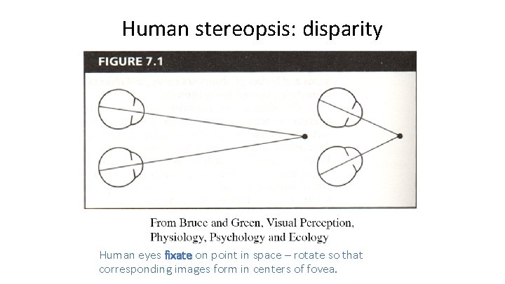 Human stereopsis: disparity Human eyes fixate on point in space – rotate so that Human stereopsis: disparity Human eyes fixate on point in space – rotate so that