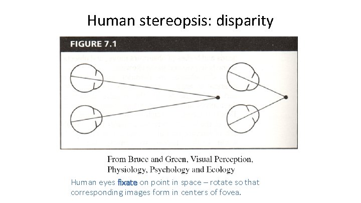 Human stereopsis: disparity Human eyes fixate on point in space – rotate so that