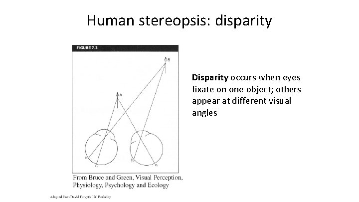 Human stereopsis: disparity Disparity occurs when eyes fixate on one object; others appear at
