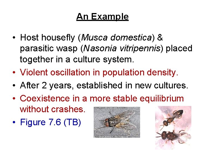 An Example • Host housefly (Musca domestica) & parasitic wasp (Nasonia vitripennis) placed together