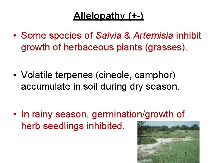 Allelopathy (+-) • Some species of Salvia & Artemisia inhibit growth of herbaceous plants