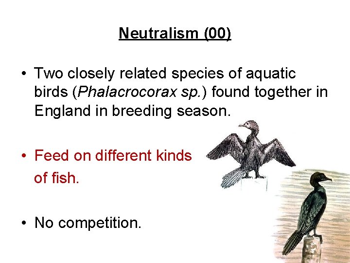Neutralism (00) • Two closely related species of aquatic birds (Phalacrocorax sp. ) found