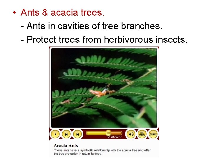  • Ants & acacia trees. - Ants in cavities of tree branches. -