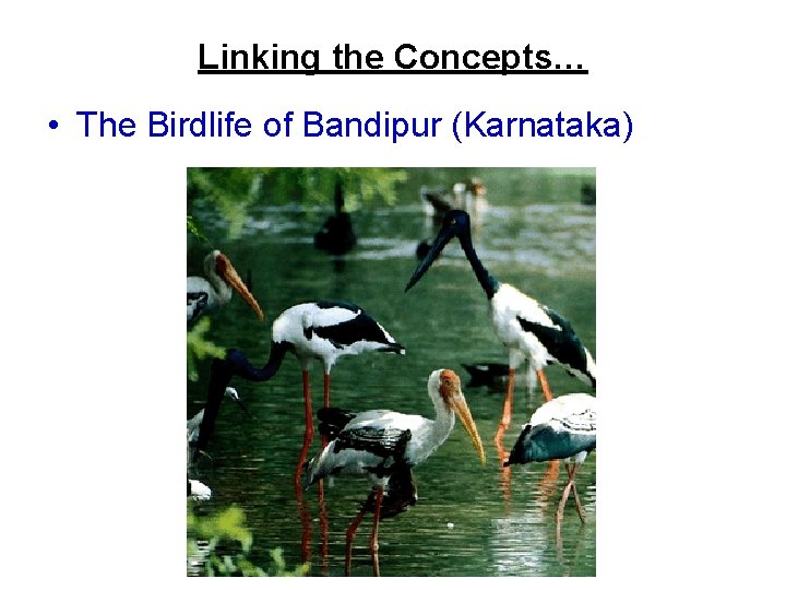 Linking the Concepts… • The Birdlife of Bandipur (Karnataka) 