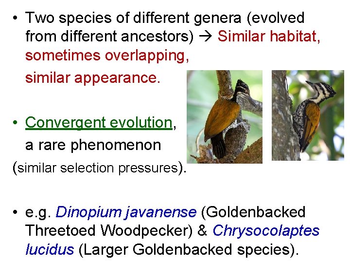  • Two species of different genera (evolved from different ancestors) Similar habitat, sometimes