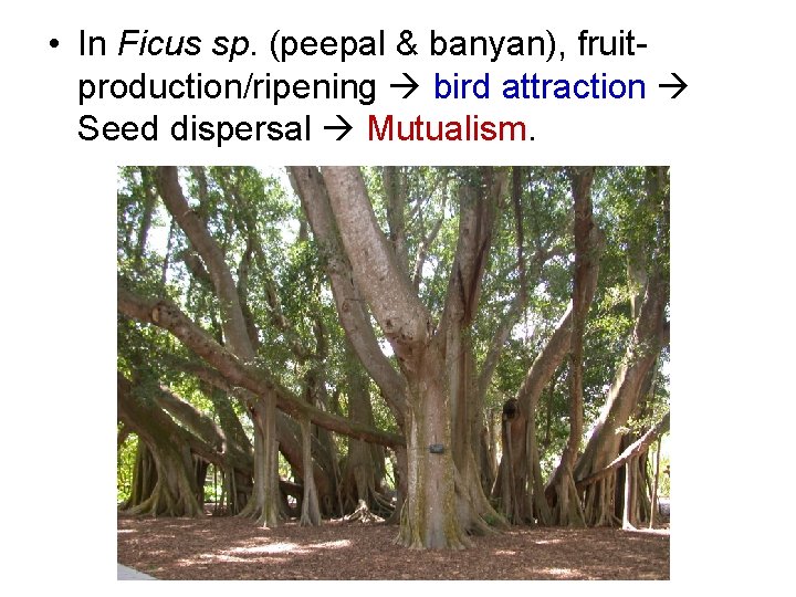  • In Ficus sp. (peepal & banyan), fruitproduction/ripening bird attraction Seed dispersal Mutualism.