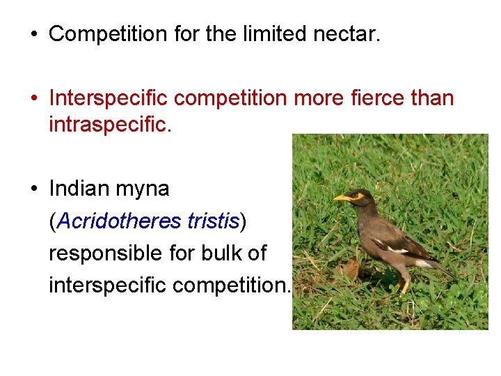  • Competition for the limited nectar. • Interspecific competition more fierce than intraspecific.