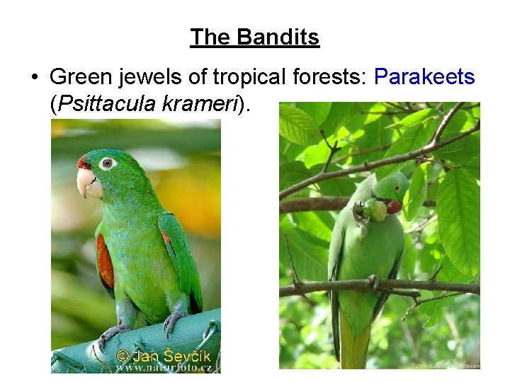 The Bandits • Green jewels of tropical forests: Parakeets (Psittacula krameri). 