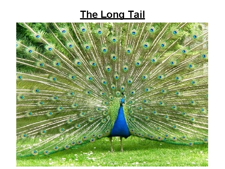 The Long Tail 