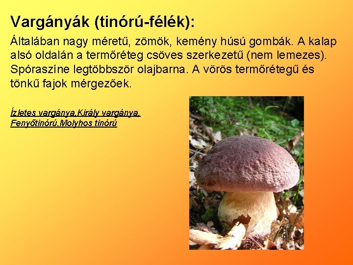 Vargányák (tinórú-félék): Általában nagy méretű, zömök, kemény húsú gombák. A kalap alsó oldalán a